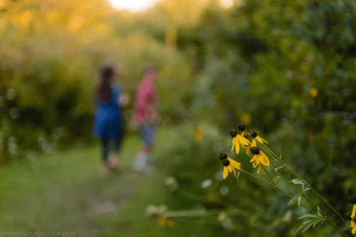 Aug 2016 black eyed susans web (1 of 1)