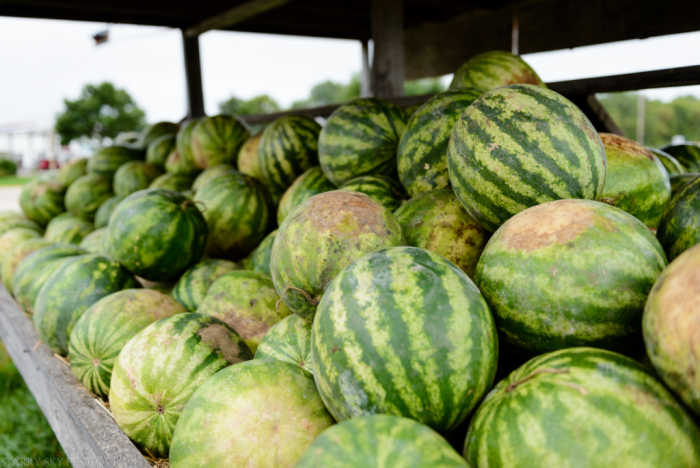 Aug 2016 watermelons wi web (3 of 7)