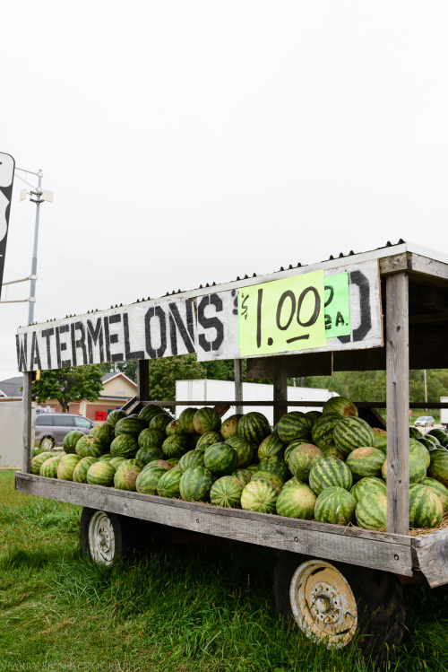 Aug 2016 watermelons wi web (2 of 7)