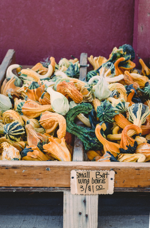 Oct 2016  black island farms web (7 of 22)