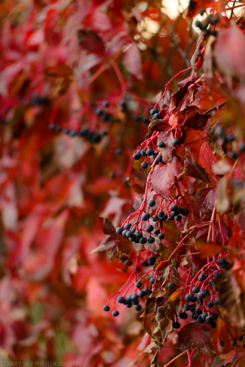 Oct 2016  berries web (1 of 1)
