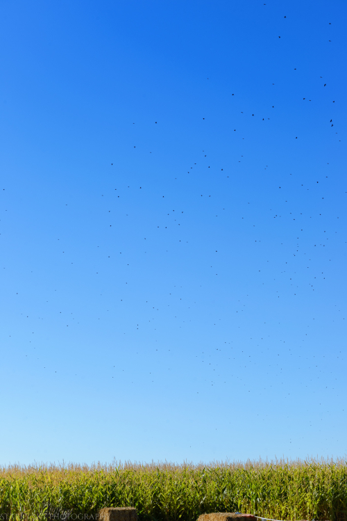 Oct 2016  black island farms web (12 of 22)