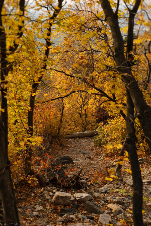 Oct 2016 waterfall canyon trees web  (1 of 1)