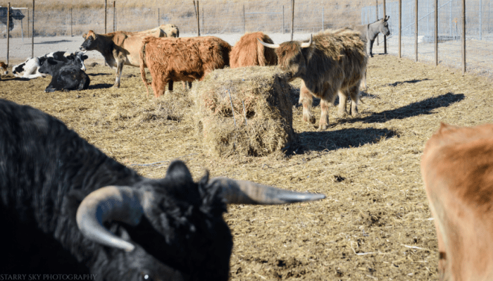 Nov 2016 farm table web (3 of 6)