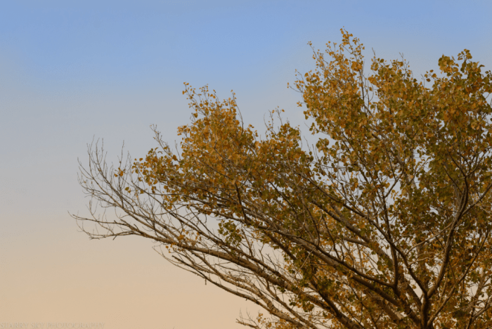 Nov 2016 abbie sunset web (9 of 9)