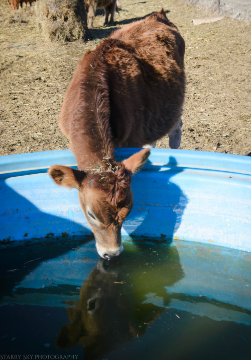 Nov 2016 farm table web (4 of 6)