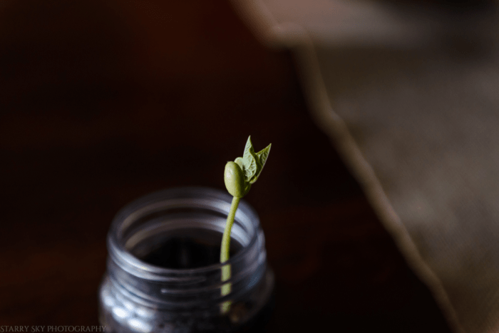 Nov 2016 botany web  (3 of 4)