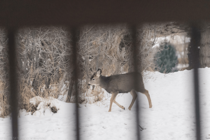 Dec 2016 deer web (2 of 3)