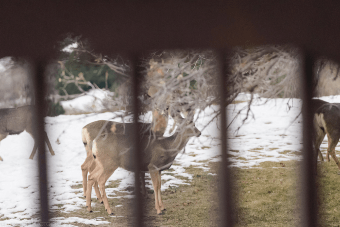 Dec 2016 deer web (1 of 3)