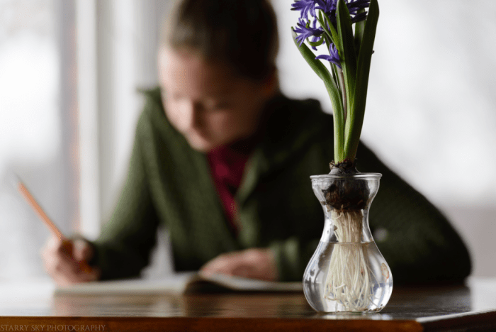 Jan 2017 study hyacinth web (1 of 1)