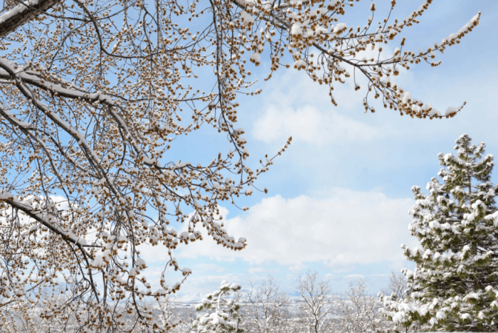 Feb 2017 snow tree web (1 of 1)