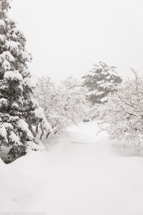 Jan 2017 snow front web (1 of 1)