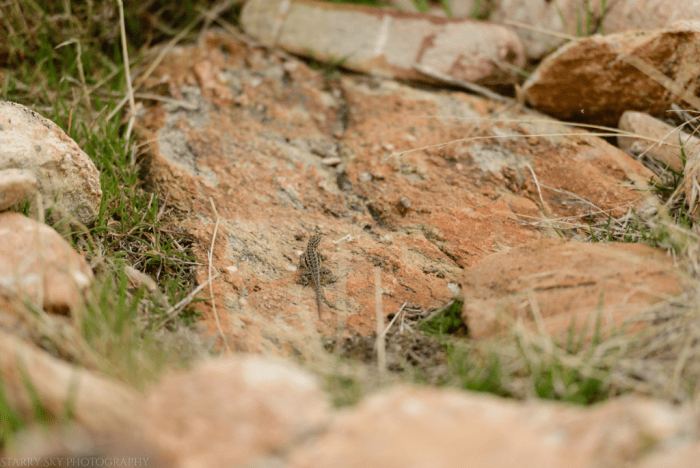 Mar 2017 island lizard web (2 of 2)