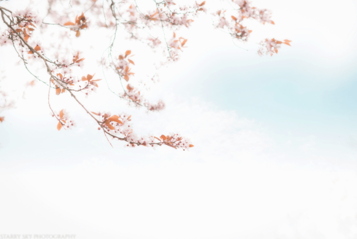  apple blossoms web (1 of 1)