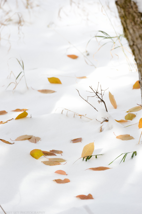 Nov 2016 aspen leaves web (1 of 1)