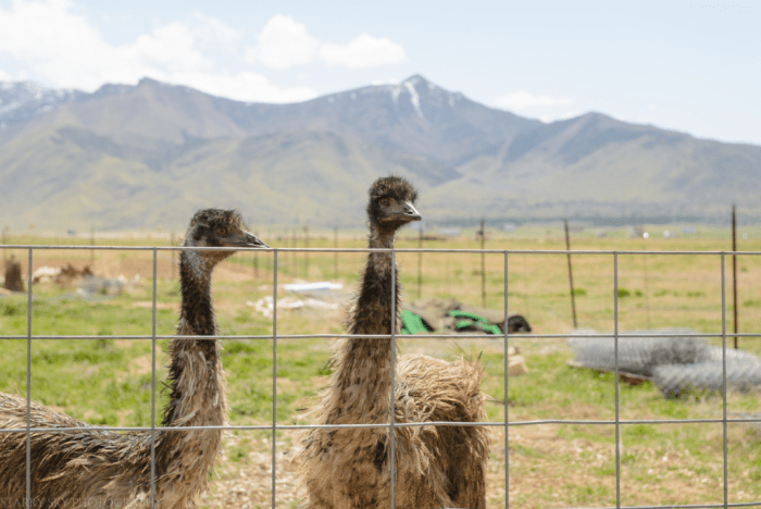 Apr 2017 emus web (5 of 5)