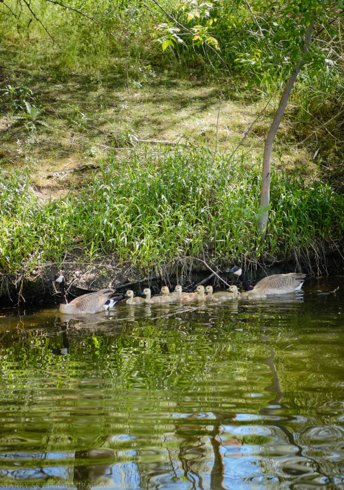 May 2017  nature hafb web (6 of 8)