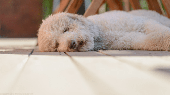 May 2017 memorial day web (7 of 10)