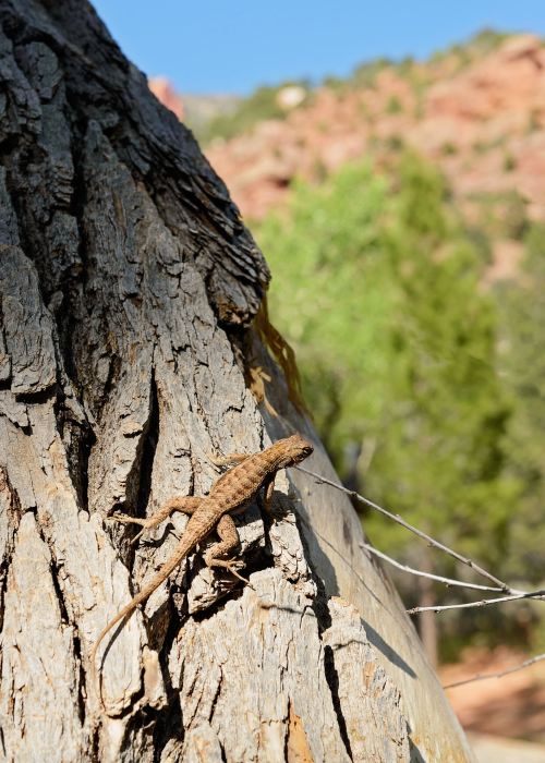 Jun 3017  zion floor hike web (8 of 8)