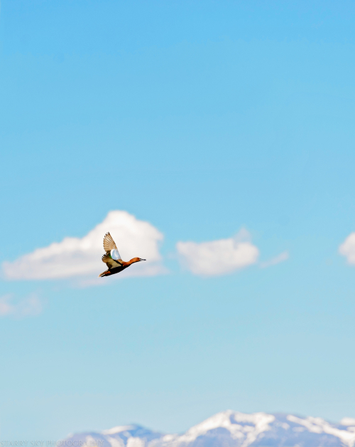 Apr 2017 aidan pool palm springs web (1 of 1)