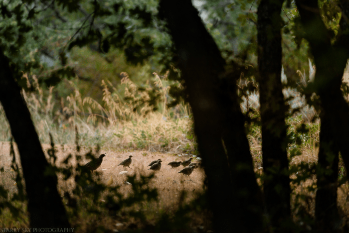 Aug 2017 quail web (2 of 2)