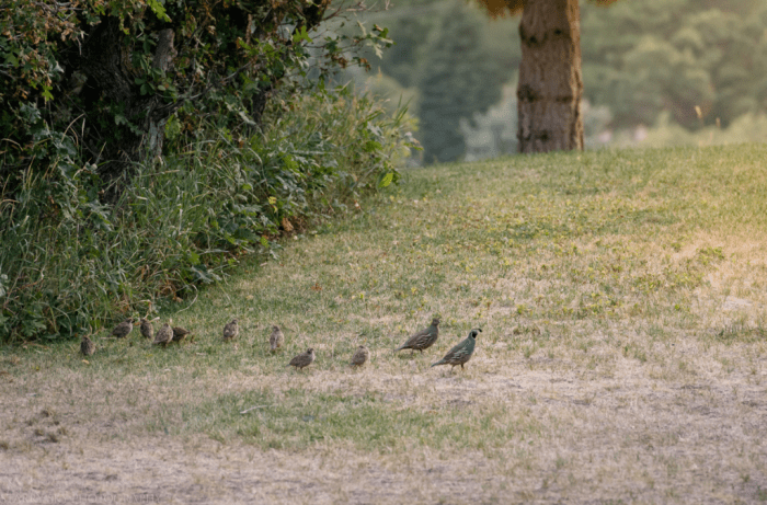Aug 2017 quail web (2 of 2)