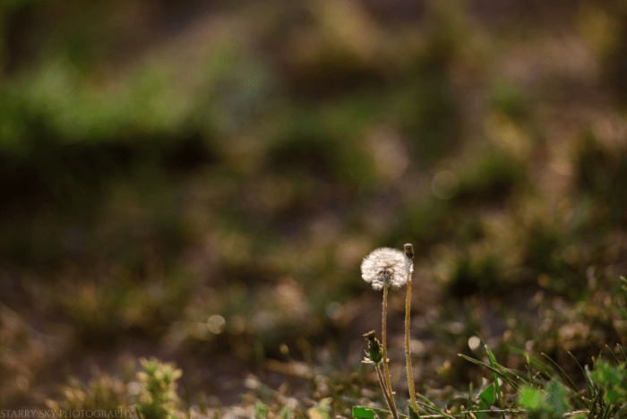Jul 2017 dandelion web (1 of 1)