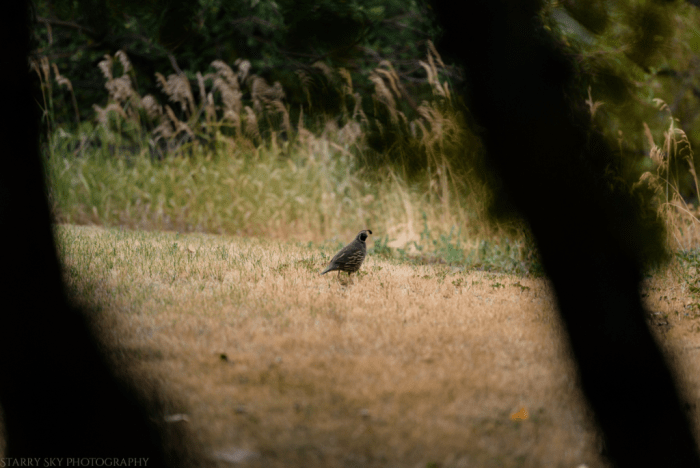 Aug 2017 quail web (1 of 1)
