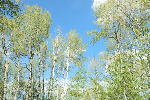 Sept 2017 alpine loop web (1 of 1)-2