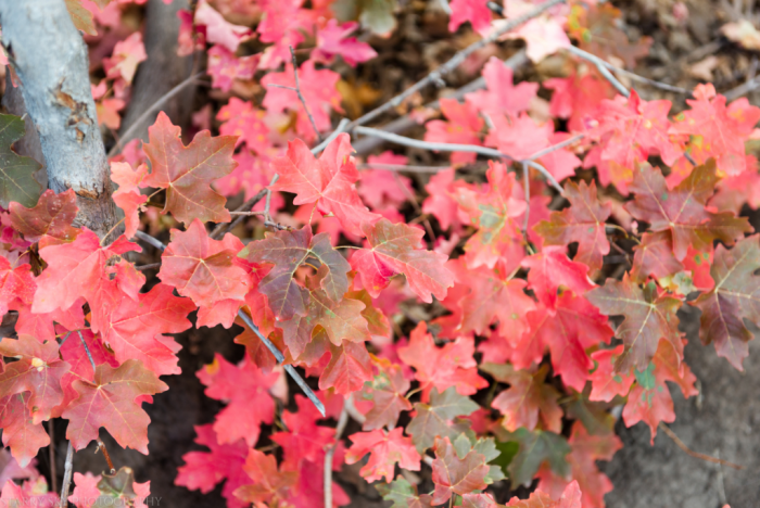 Sept 2017 alpine loop web (4 of 4)