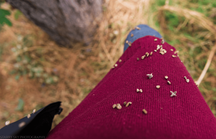 Sept 2017 seeds web (1 of 1)