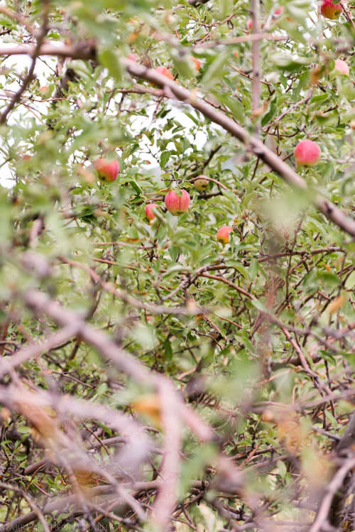 Sept 2017 hands leaves web (5 of 6)