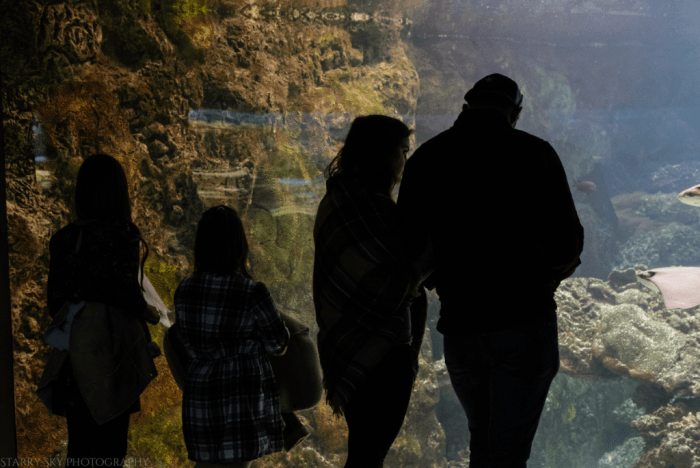 Oct 2017 aquarium web (5 of 9)