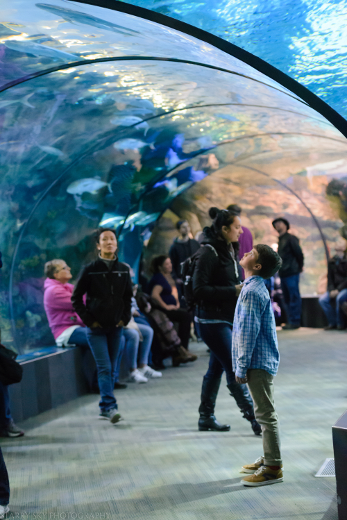 Oct 2017 aquarium web (5 of 9)