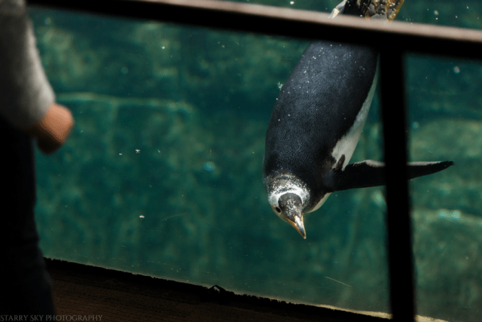 Oct 2017 aquarium web (5 of 9)