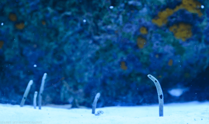 Oct 2017 aquarium web (5 of 9)