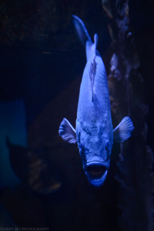 Oct 2017 aquarium web (5 of 9)