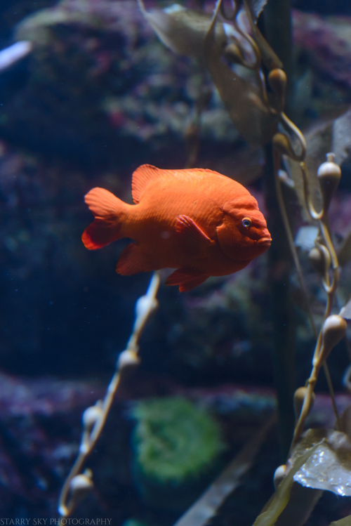 Oct 2017 aquarium web (8 of 9)