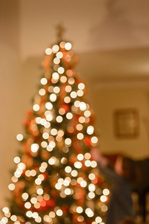 Dec 2017 tree bokeh web (1 of 1)-2