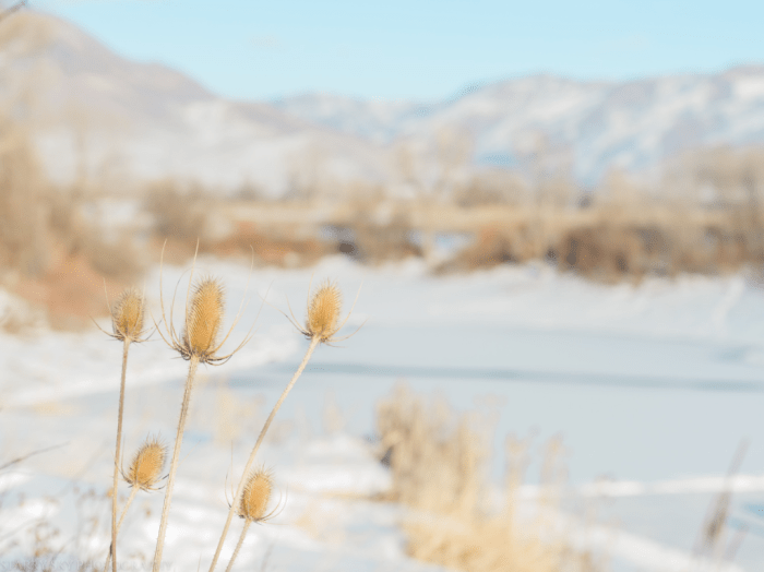 Jan 2018 winter weeds web (1 of 1)