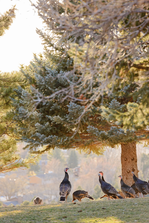 Mar 2018 turkeys web (1 of 2)