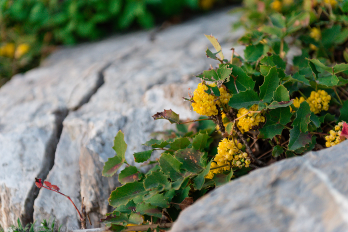 Apr 2018 holly web (1 of 1)