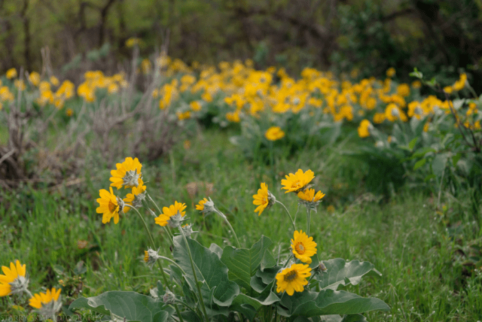 Apr 2018 abbie archie web (1 of 1)