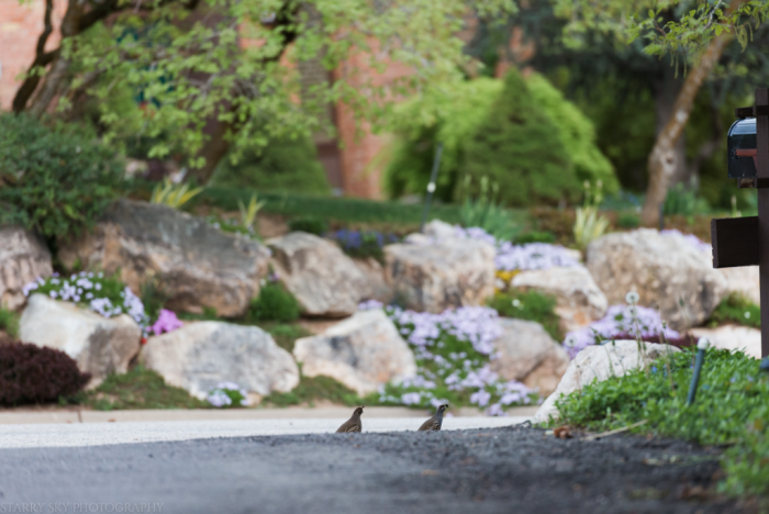 May  2018 backyard  web (1 of 1)-4