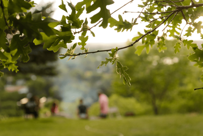 May  2018 backyard web (3 of 7)