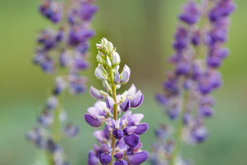 Jun 2020 lupines web