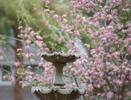 Birdbath  web