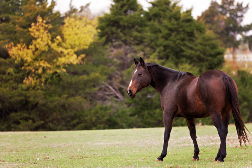 Nov 2022 bay horse web