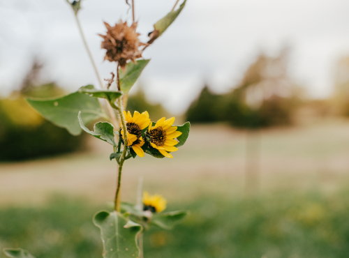 Nov 2022 flower web-2