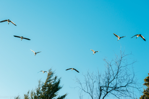 Jan 2023 geese sky web